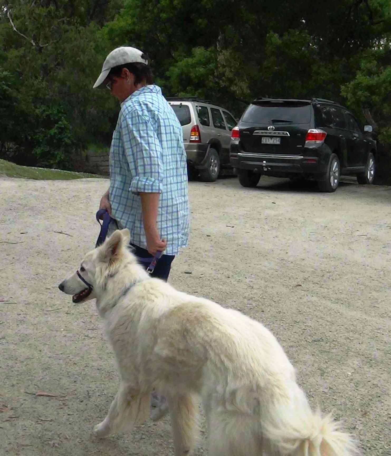 White shepherd training session in Melbourne, Albury, Canberra