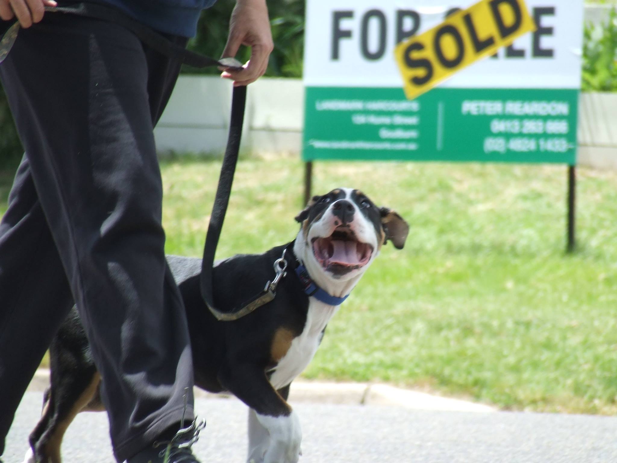 Dog group training