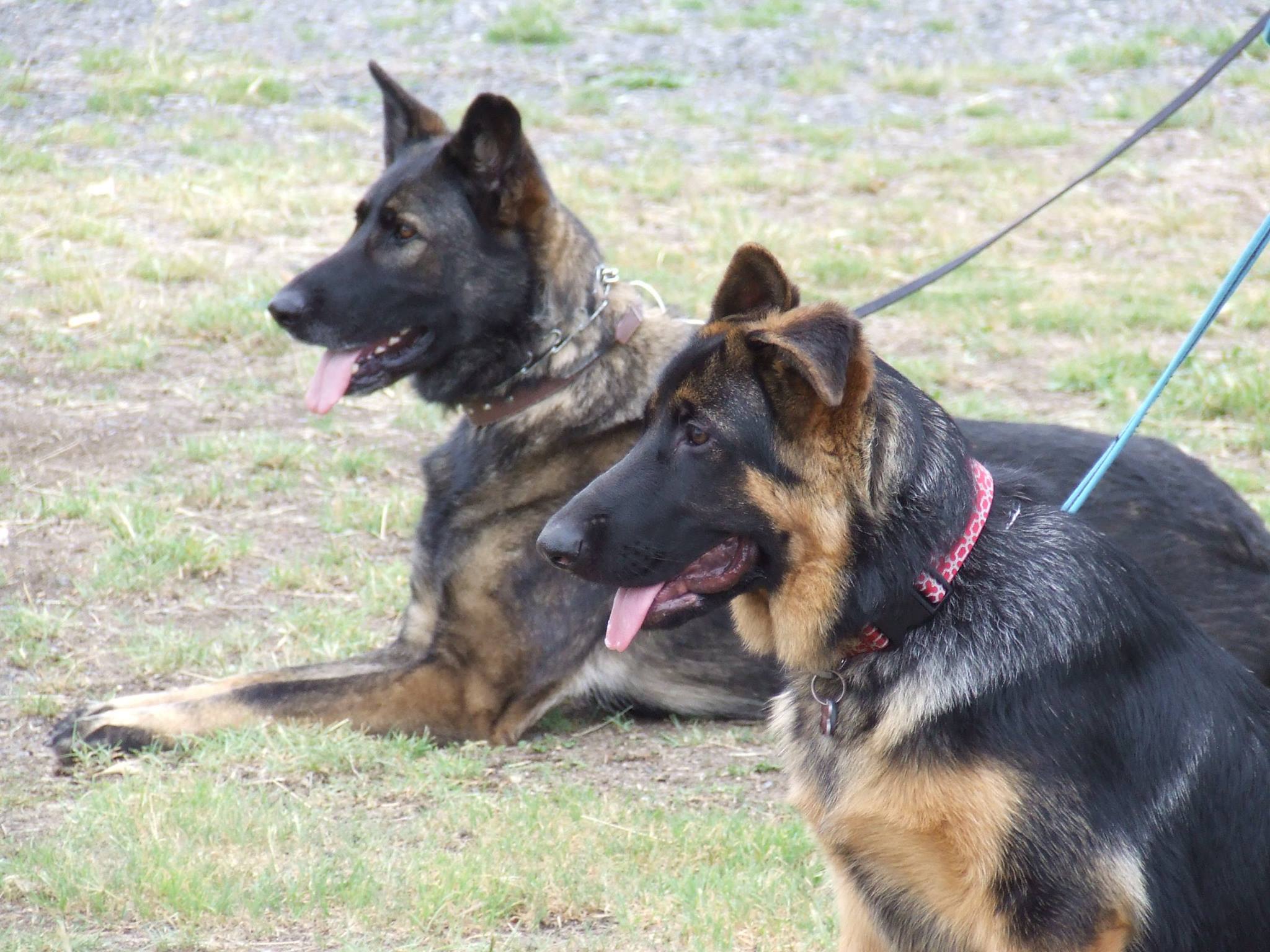 Dog training