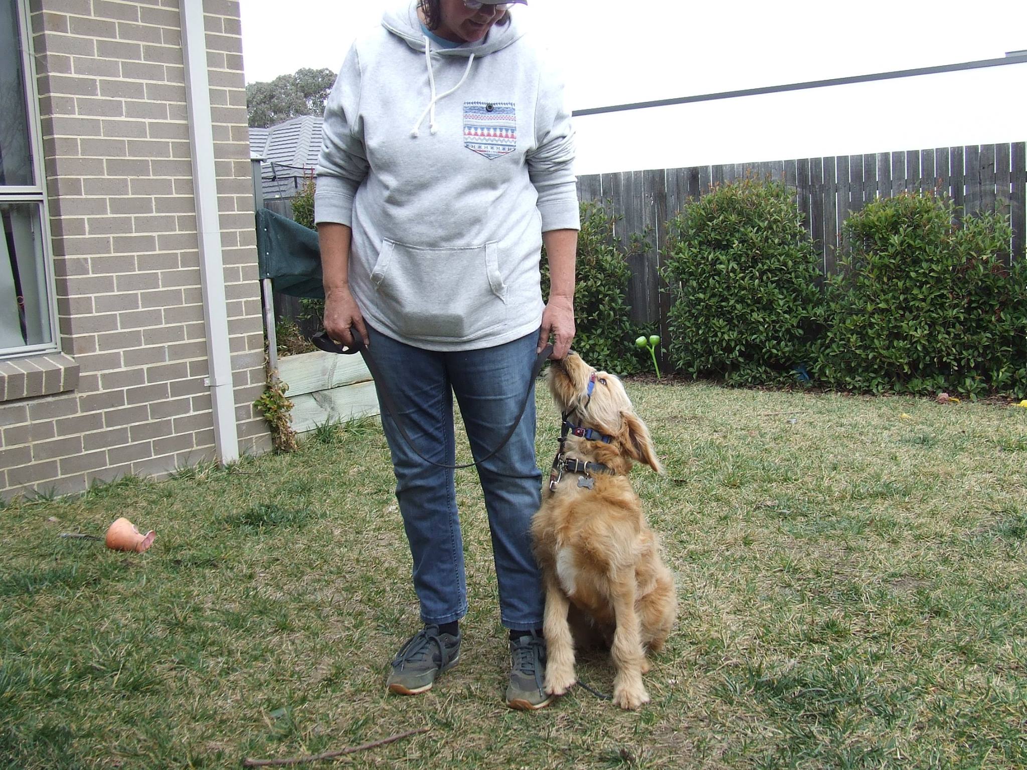 Sue Buffington training a dog during a session in Albury
