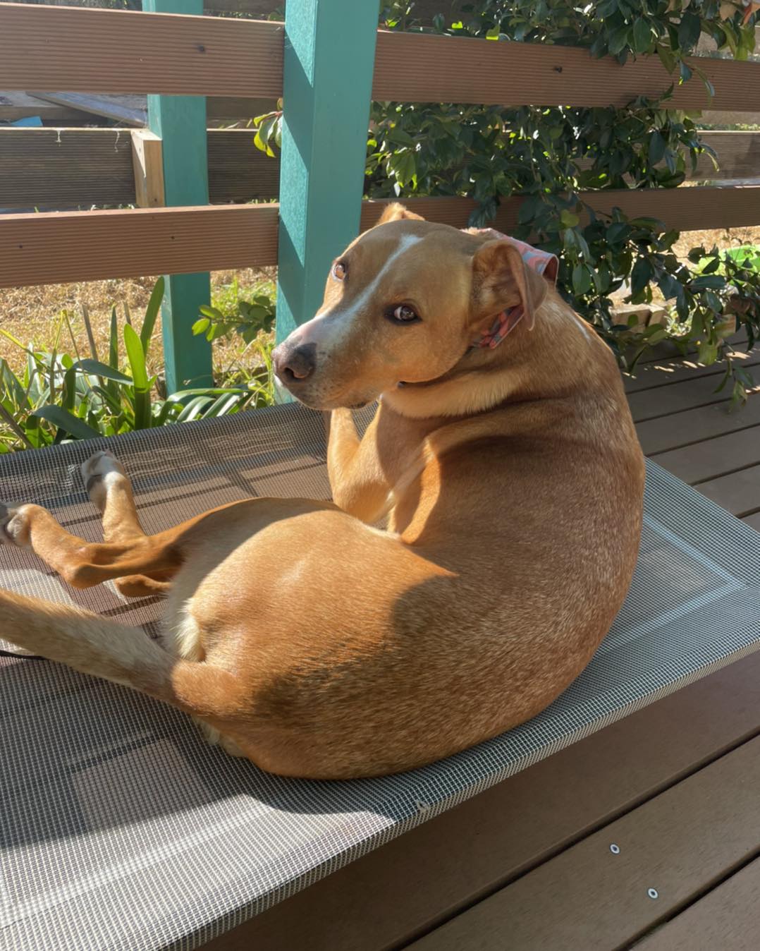 Your Wants vs Dog's Needs