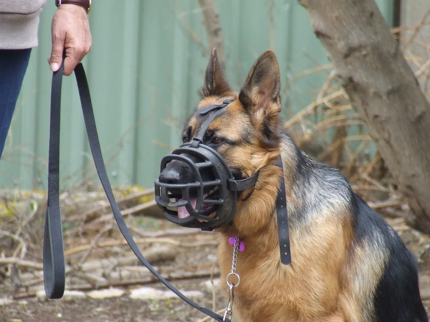 Muzzle Training
